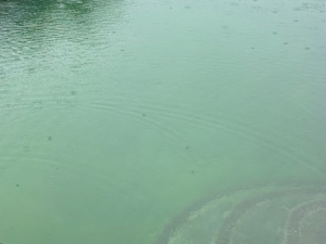 Rain hitting pool surface in Oahu and affecting water clarity and chemical balance