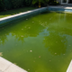 swimming pool with algae oahu
