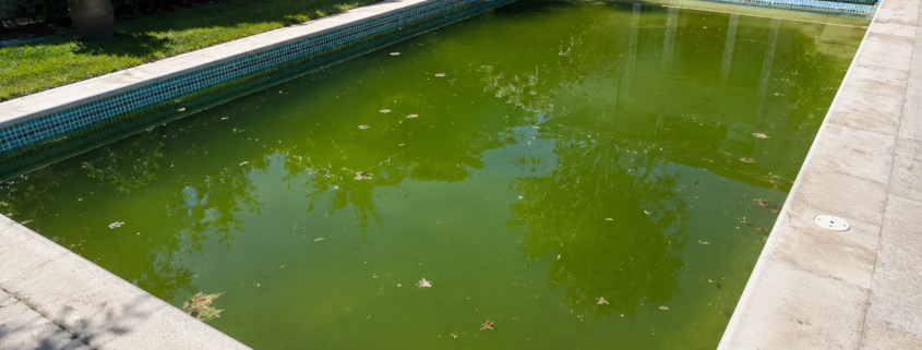 swimming pool with algae oahu